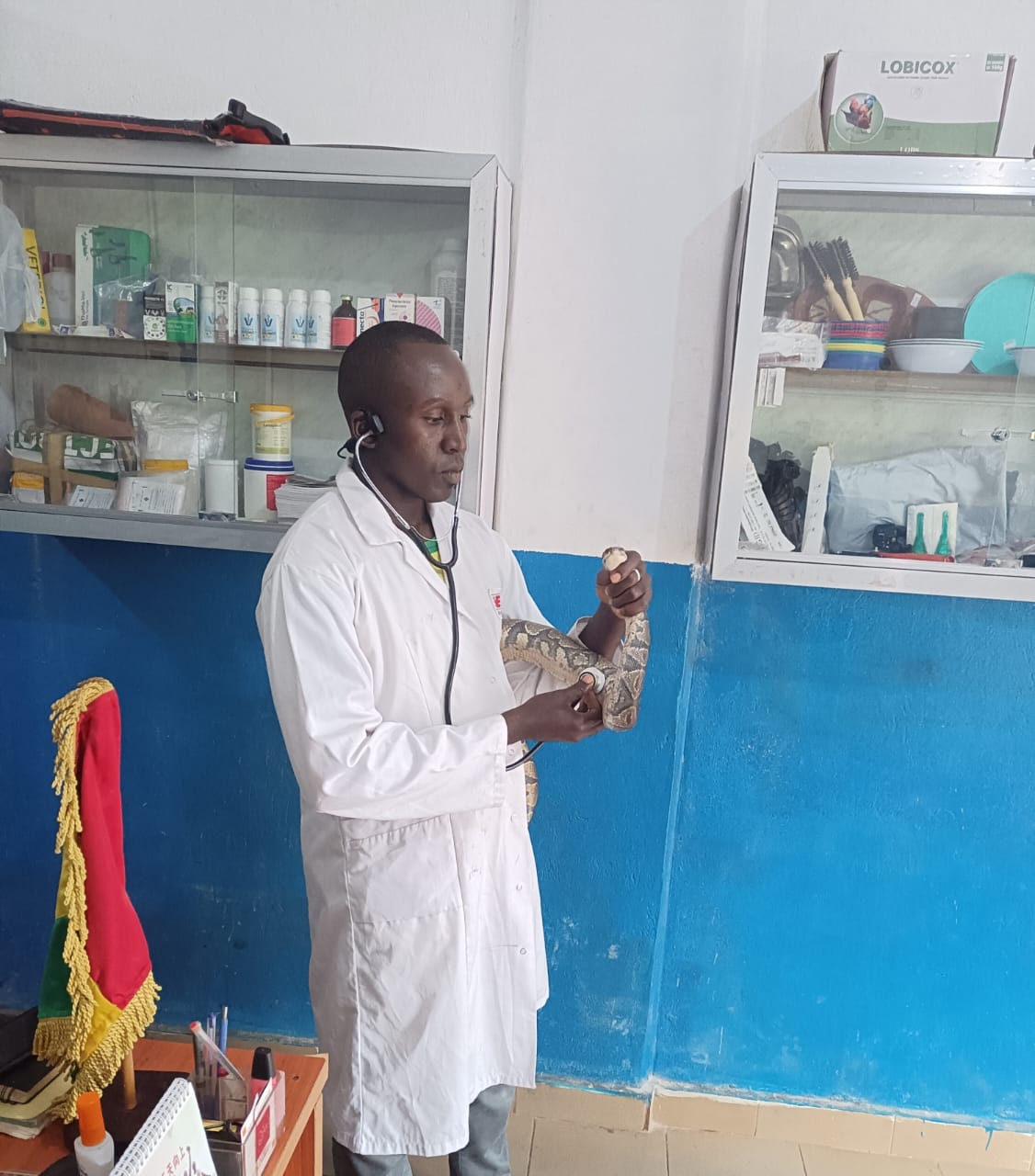 Auscultation d'un serpent au stéthoscope