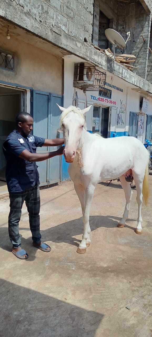 Vétérinaire avec un cheval devant la clinique
