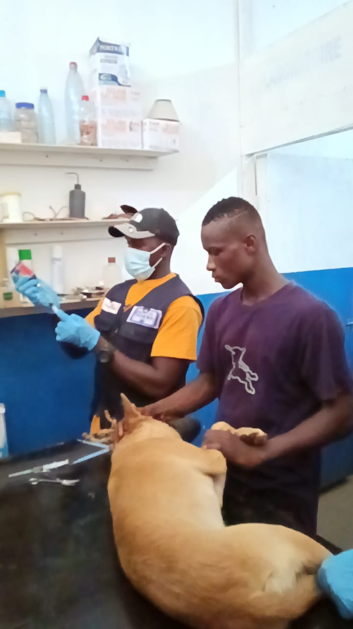 Soin vétérinaire d'un chien en salle thérapeutique