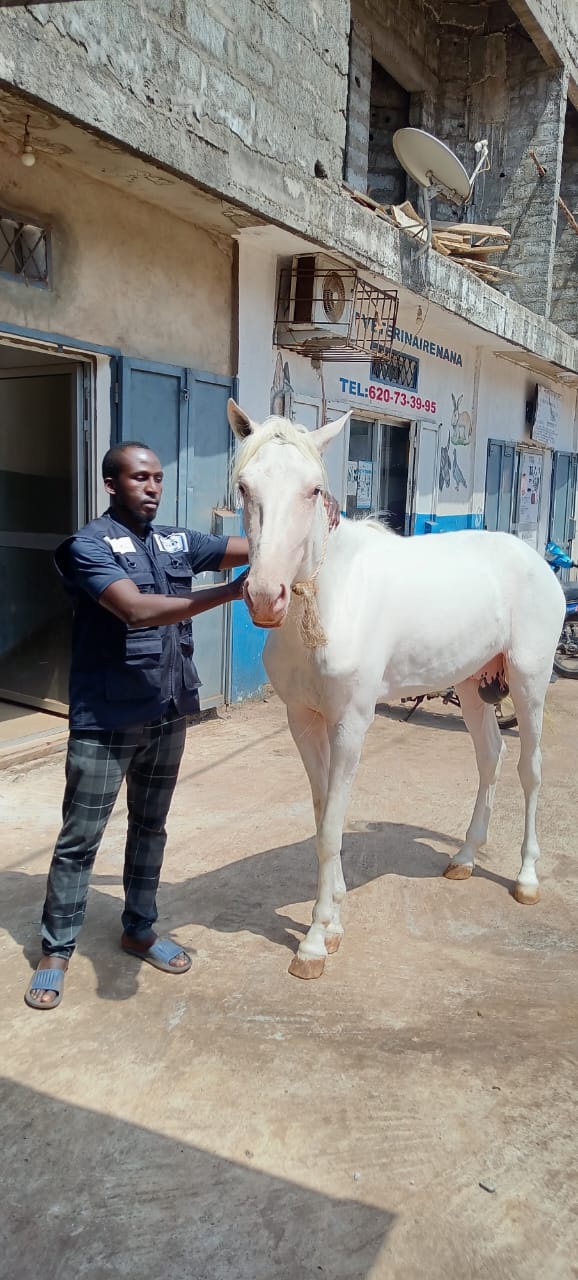 Examen d'un cheval blanc à l'extérieur