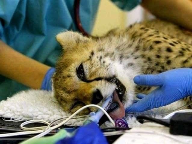 Chirurgie vétérinaire