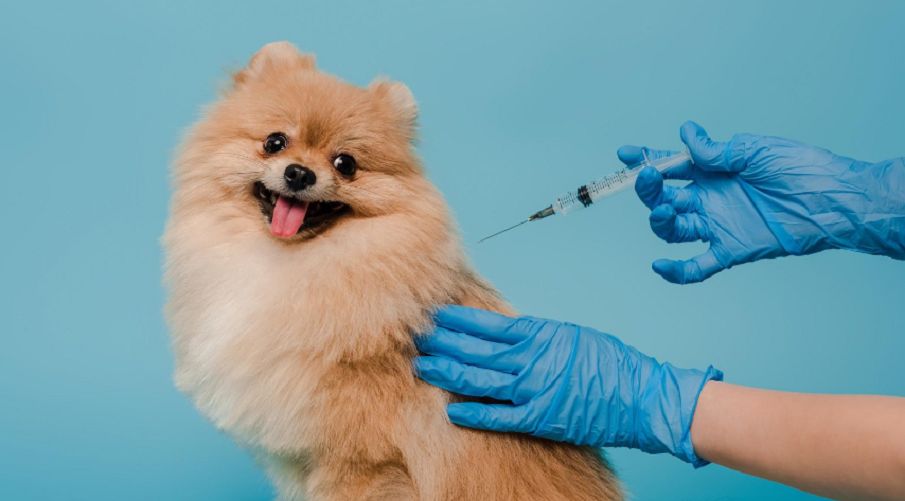 Vaccination